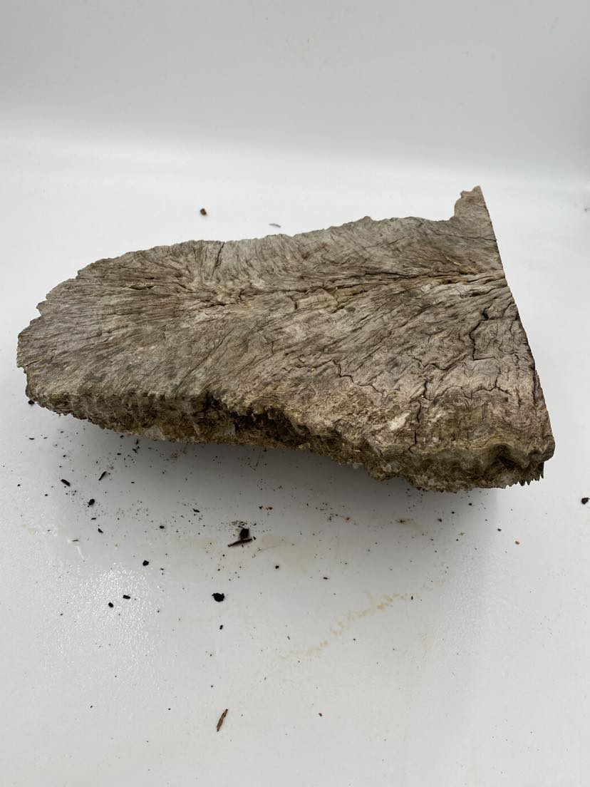 Brown Mallee Burl 320 x 220 x 150mm