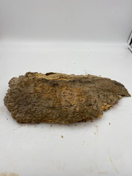 Red Mallee Burl 380 x 250 x 50mm