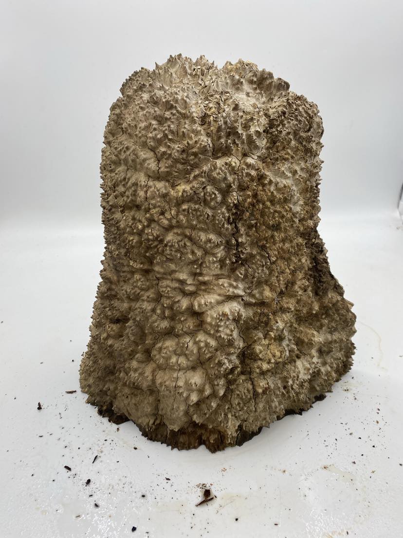 Brown Mallee Burl 320 x 220 x 150mm