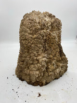 Brown Mallee Burl 320 x 220 x 150mm