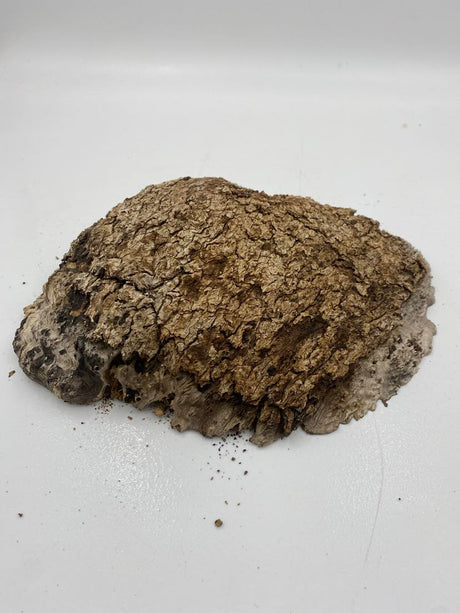 Red Mallee Burl 280 x 190 x 65mm