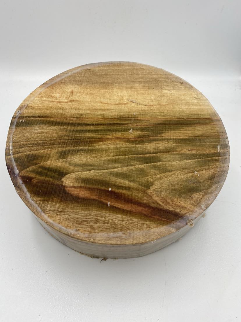 Camphor Laurel Bowl Blank 300 x 75mm (wet)