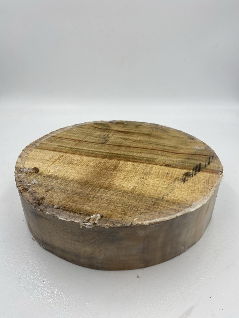 Camphor Laurel Bowl Blank 300 x 75mm (wet)