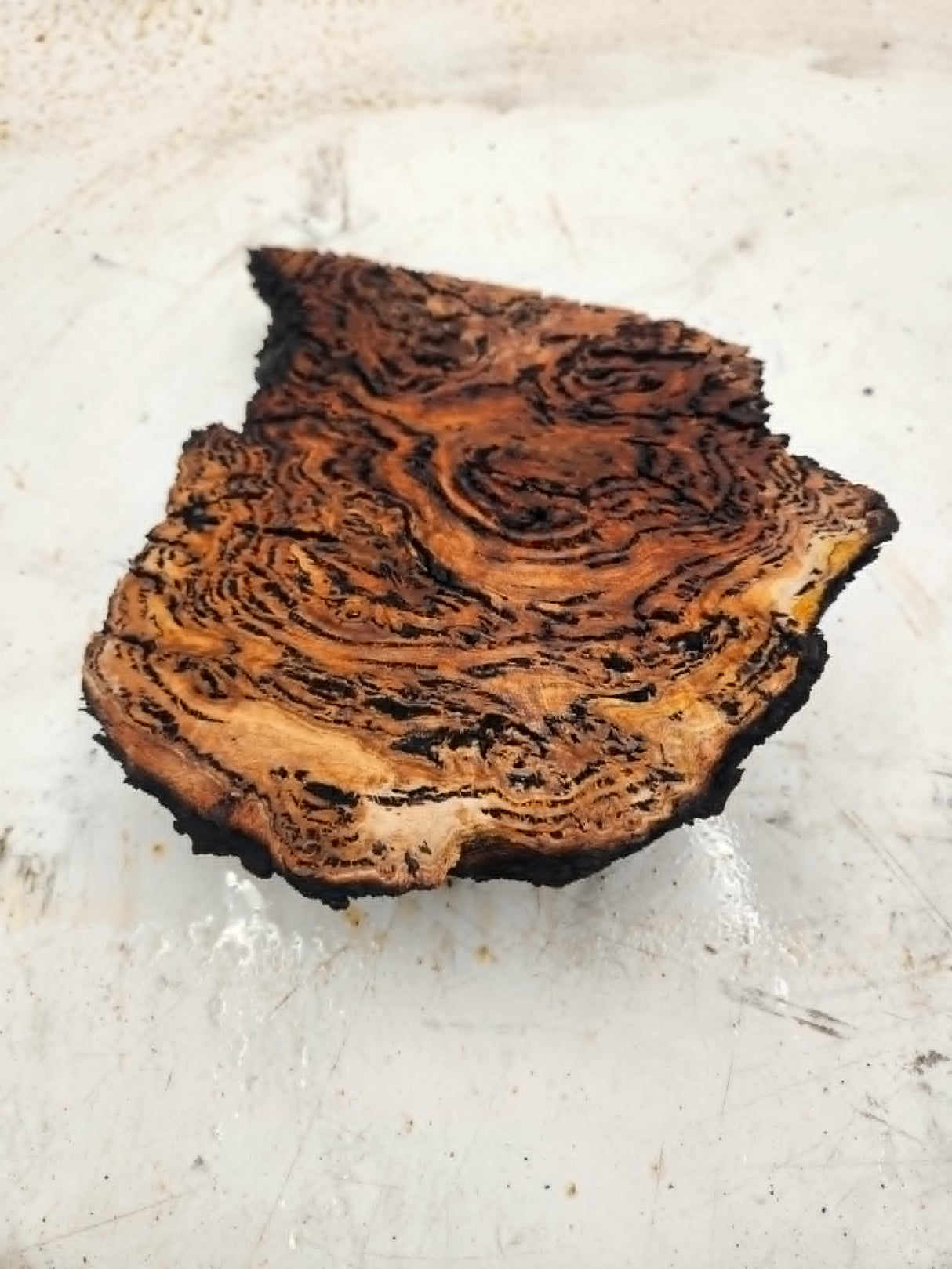 Forest Red Gum Burl 150x150x45mm