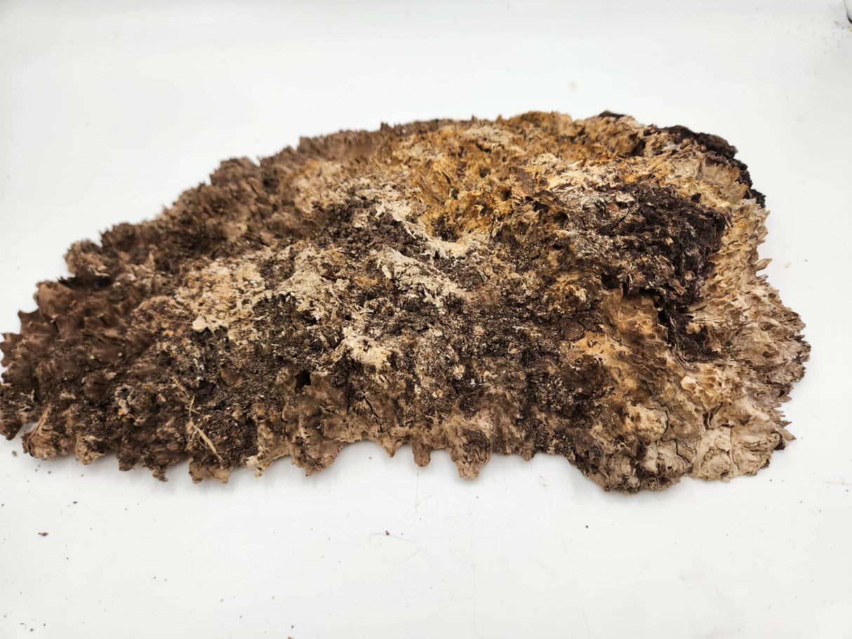 Red Coolibah Burl 300mmx230mmx50mm
