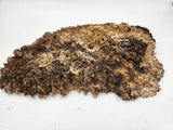 Red Coolibah Burl 300mmx230mmx50mm