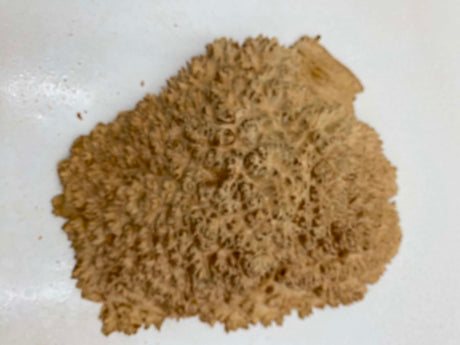 Red Mallee Burl 360 x 300 x 80mm