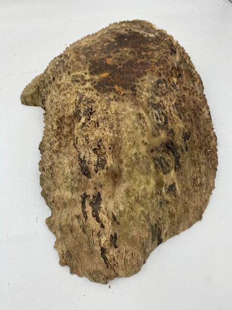 Red Mallee Burl 460 x 240 x 70mm