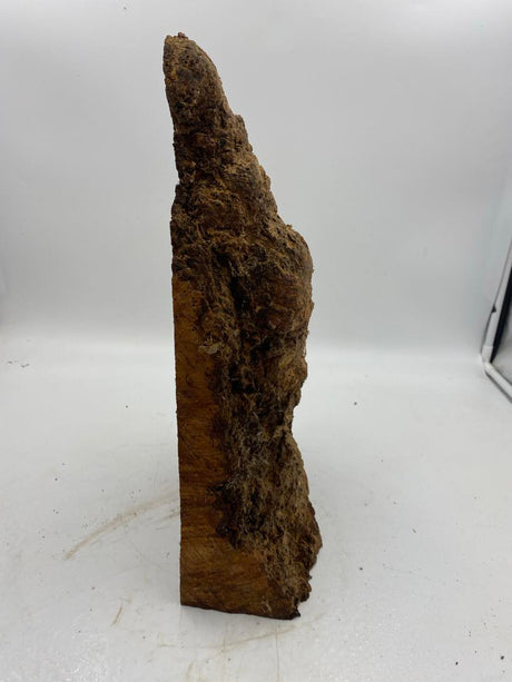 Tasmanian Myrtle Burl 380 x 220 x 30mm