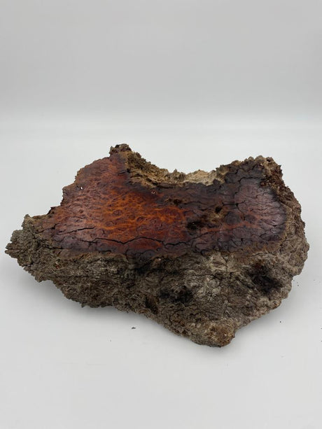 Myrtle Burl 400 x 180 x 40mm