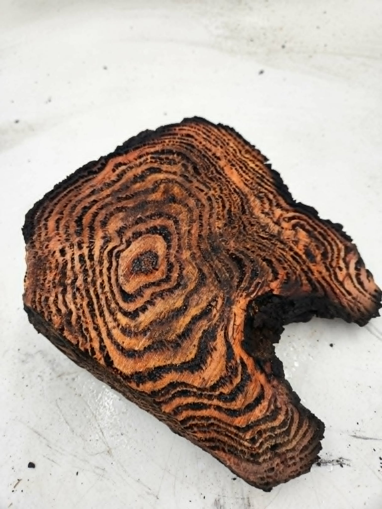 Forest Red Gum Burl 160x140x60mm