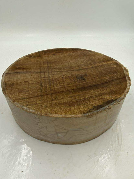 Camphor Laurel Bowl Blank (wet) 300 x 80mm