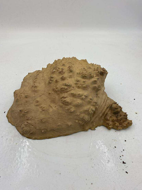 Red Mallee Burl 250 x 200 x 80mm