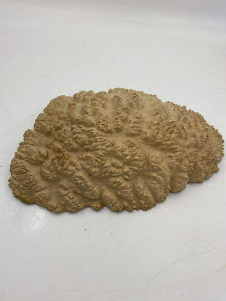 Red Mallee Burl 340 x 220 x 80mm