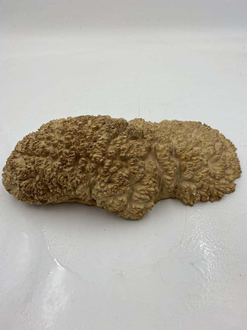 Red Mallee Burl 290 x 130 x 50mm