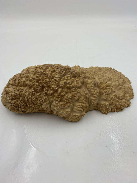 Red Mallee Burl 290 x 130 x 50mm