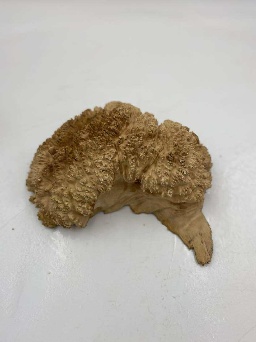 Red Mallee Burl 250 x 150 x 80mm