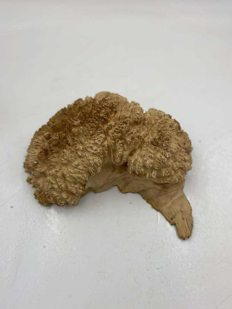 Red Mallee Burl 250 x 150 x 80mm