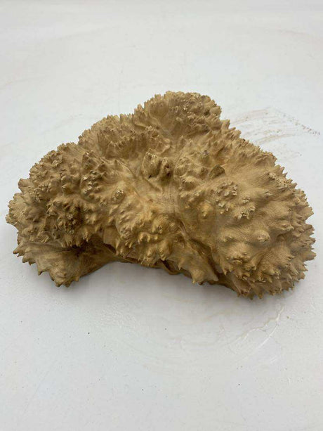 Red Mallee Burl 250 x 160 x 90mm