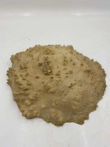 Red Mallee Burl 300 x 230 x 80mm