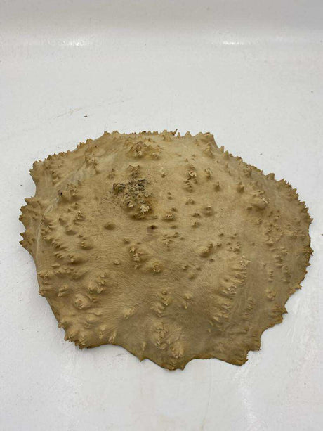 Red Mallee Burl 300 x 230 x 80mm