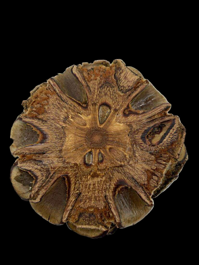 Banksia Disc