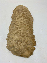 Red Mallee Burl Bowl 420 x 160 x 40mm