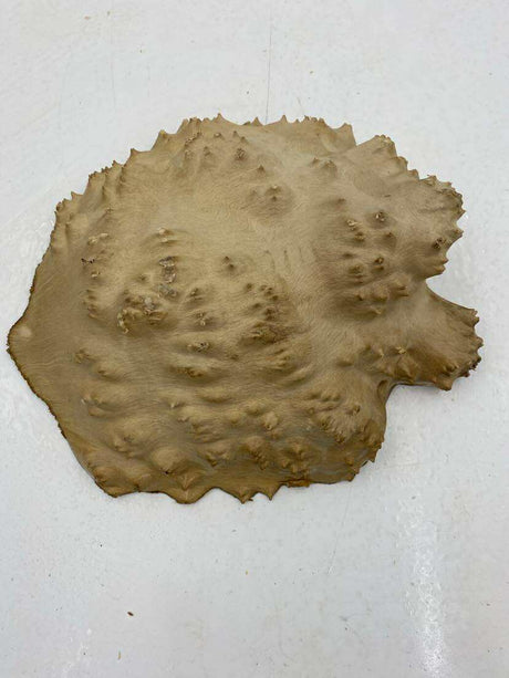 Red Mallee Burl 210 x 200 x 60mm