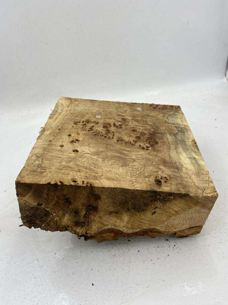Poplar Burl Bowl Blank 230 x 80mm