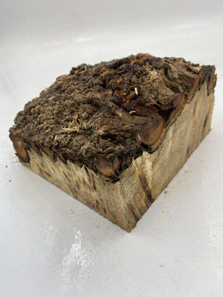 Poplar Burl Bowl Blank 160 x 70mm