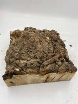 Poplar Burl Bowl Blank 230 x 80mm