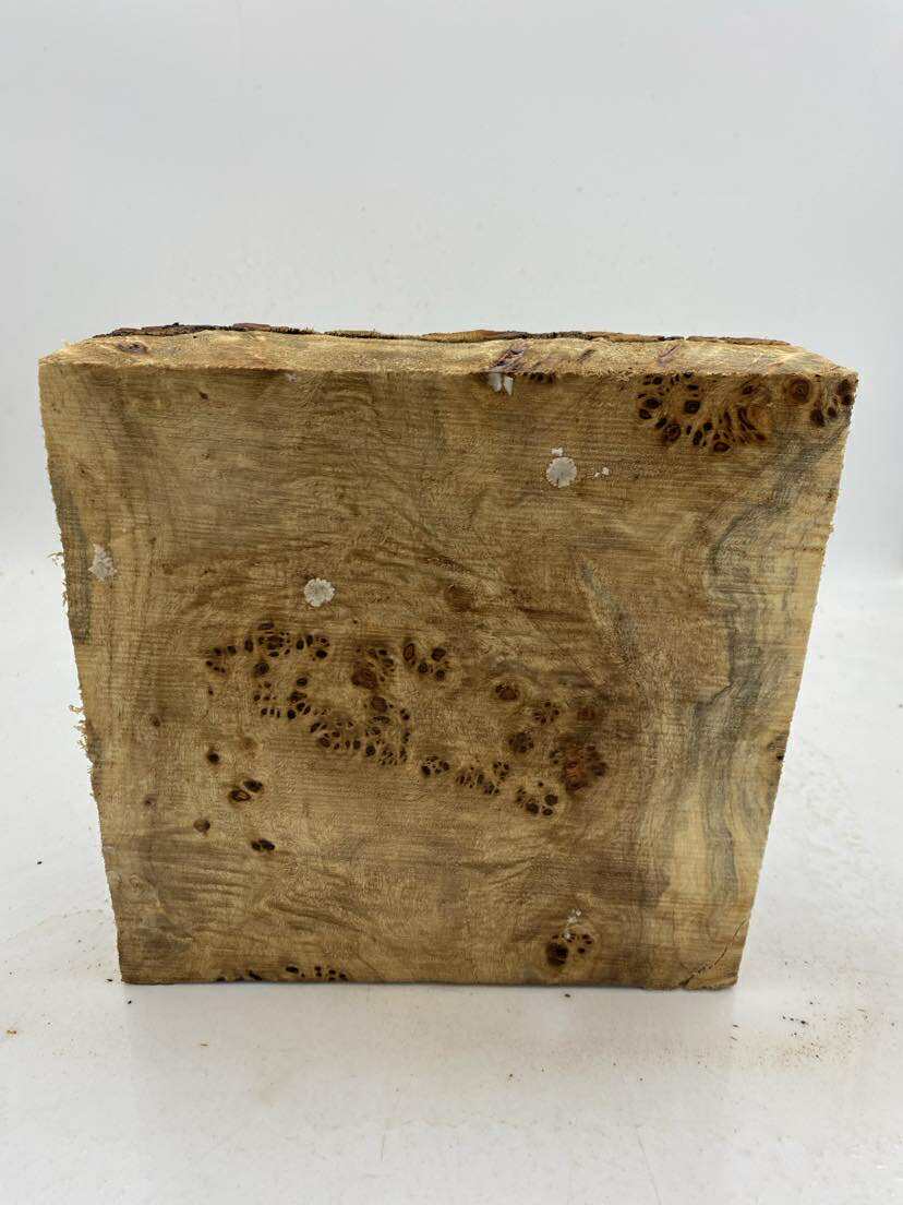 Poplar Burl Bowl Blank 230 x 80mm