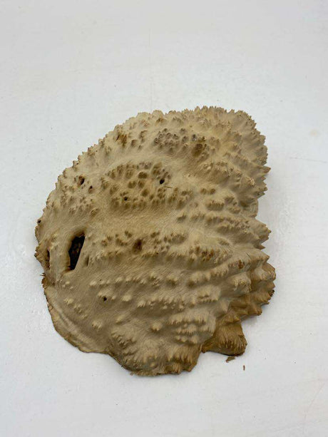 Red Mallee Burl 210 x190 x 60mm