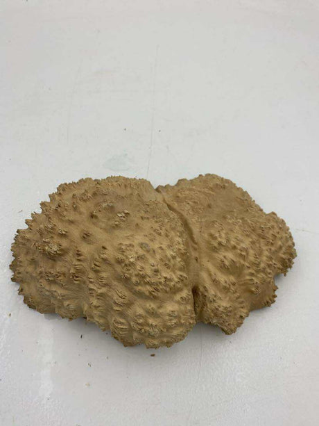 Red Mallee Burl 230 x 140 x 40mm