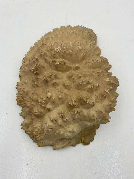 Red Mallee Burl 240 x 160 x 50mm