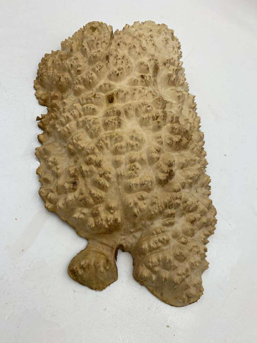 Red Mallee Burl 300 x 230 x 70mm