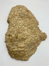 Red Mallee Burl 430 x 210 x 50mm
