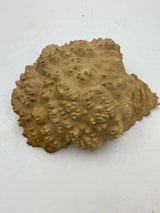Red Mallee Burl 220 x 200 x 80mm