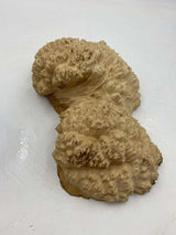 Red Mallee Burl 330 x 170 x 100mm