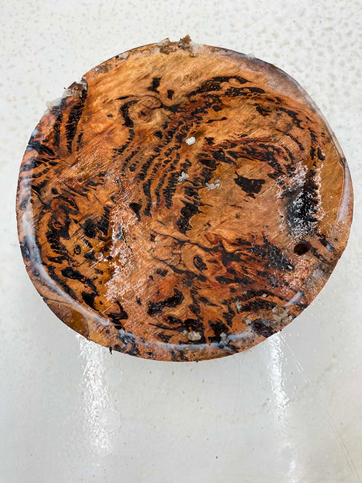 Forest Red Gum Burl Bowl Blank 200 x 80mm