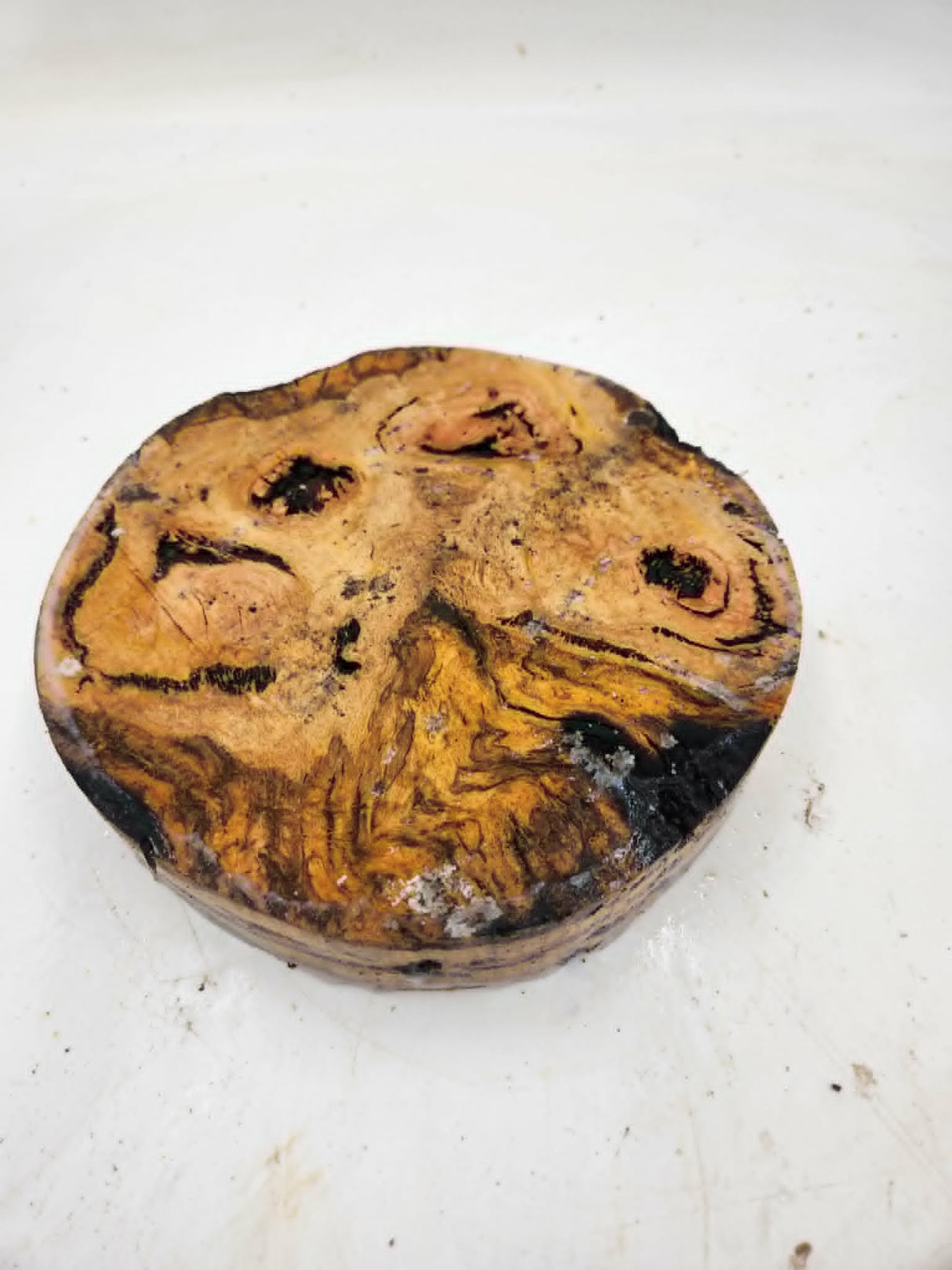 Forest Red Gum Burl Bowl Blank 220 x 40mm
