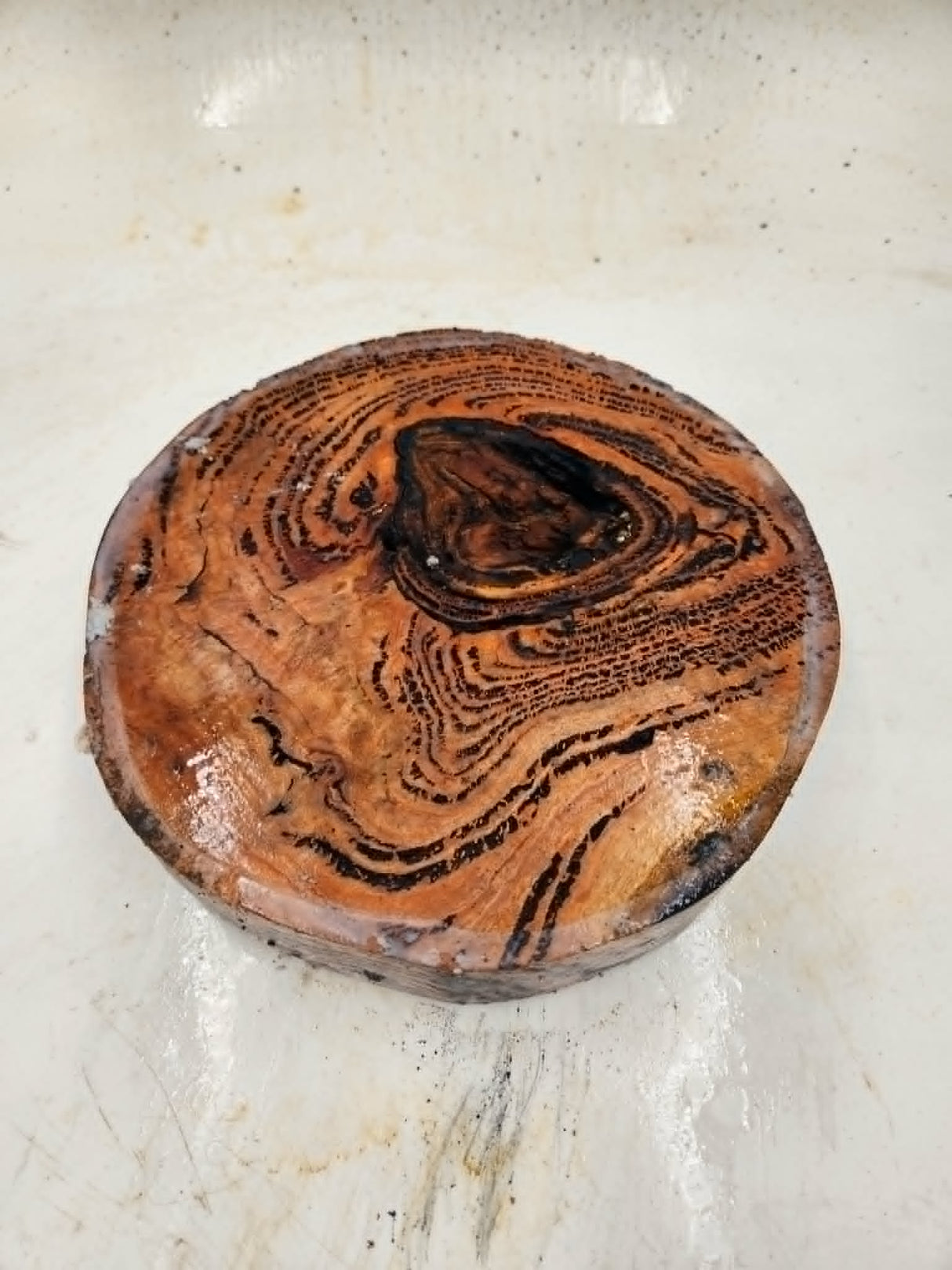Forest Red Gum Burl Bowl Blank 220x220x50mm