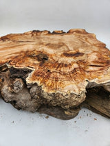 Snow Gum Burl 470x420x120mm