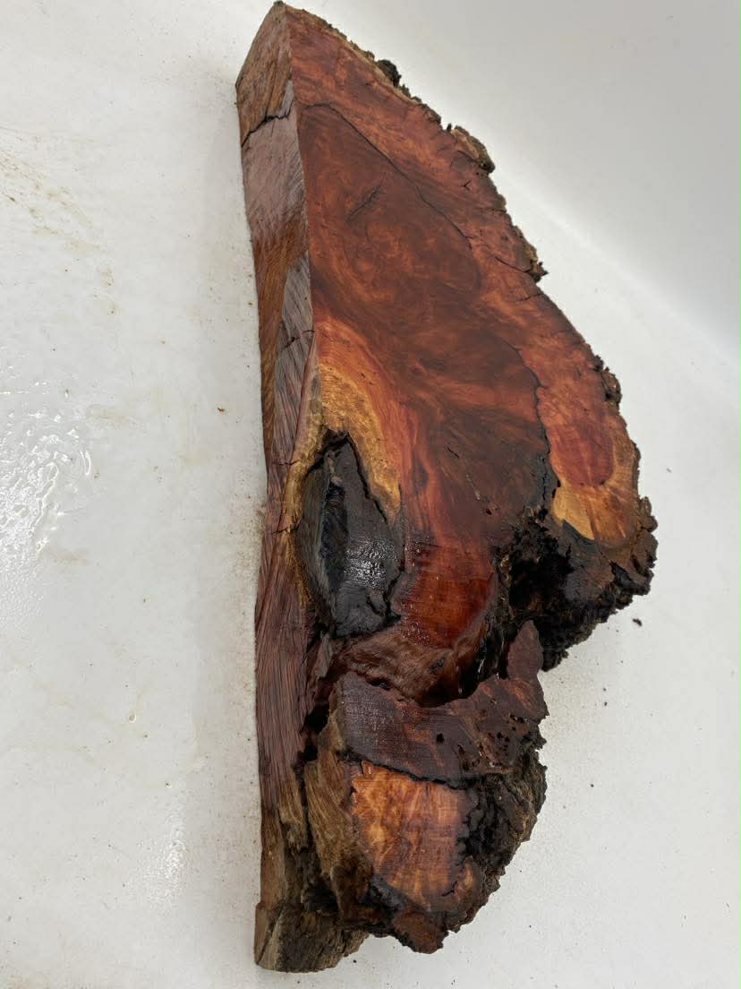River Red Gum Burl 550 x 230 x 90mm