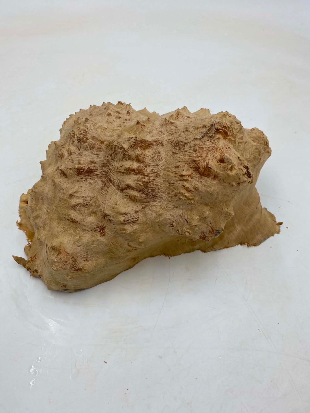 Red Mallee Burl 230 x 200 x 100mm
