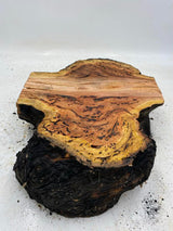 River Red Gum Burl 400 x 300 x 100mm