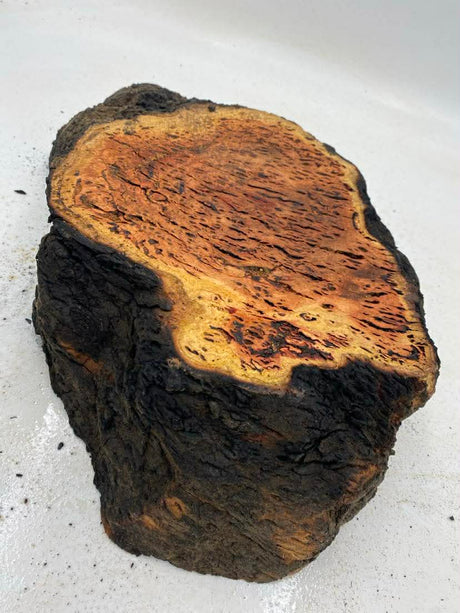 River Red Gum Burl 400 x 450 x 95mm
