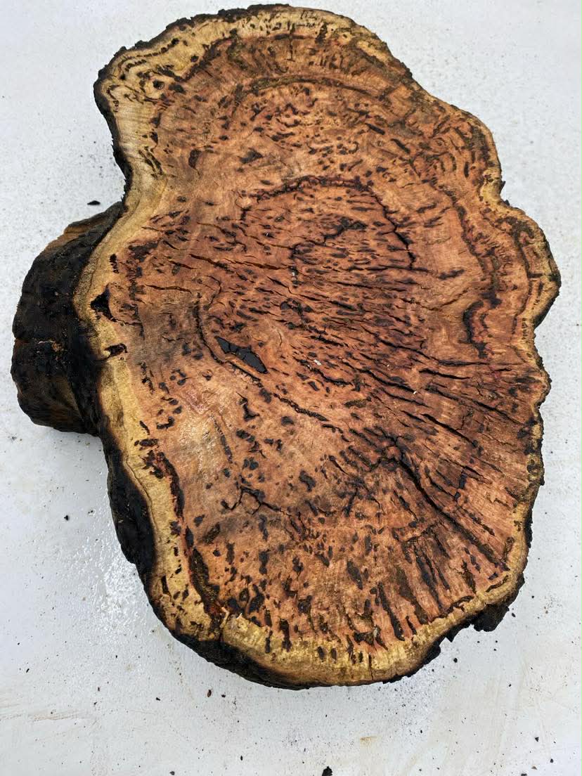 River Red Gum Burl 400 x 300 x 100mm