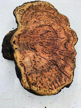 River Red Gum Burl 400 x 300 x 100mm