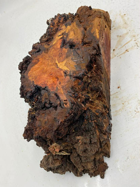 River Red Gum Burl 360 x 170 x 100mm